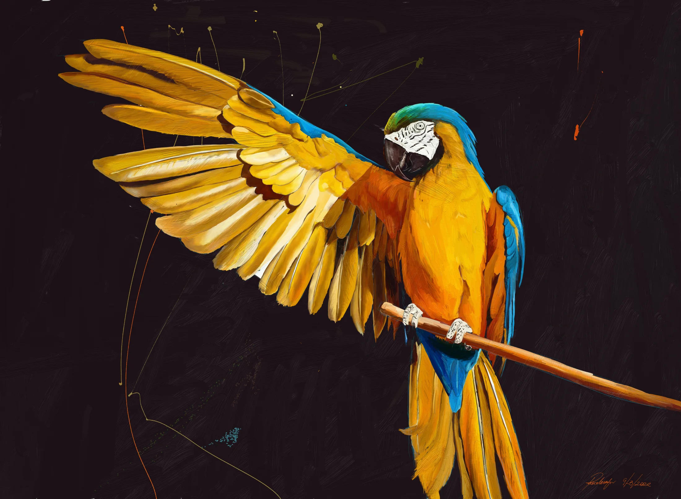 Blue and Yellow Macaw