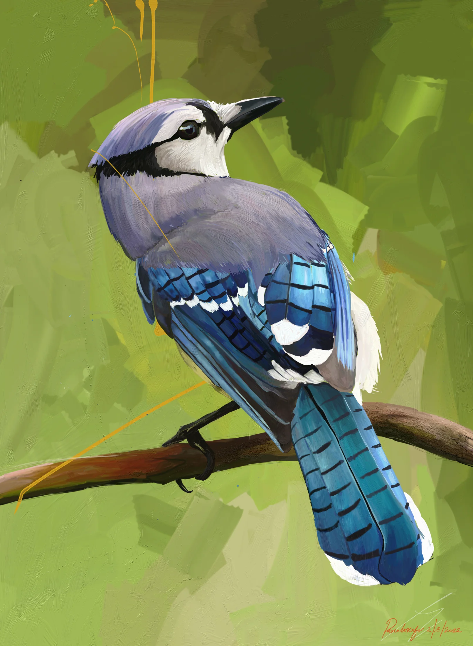 Blue Jay