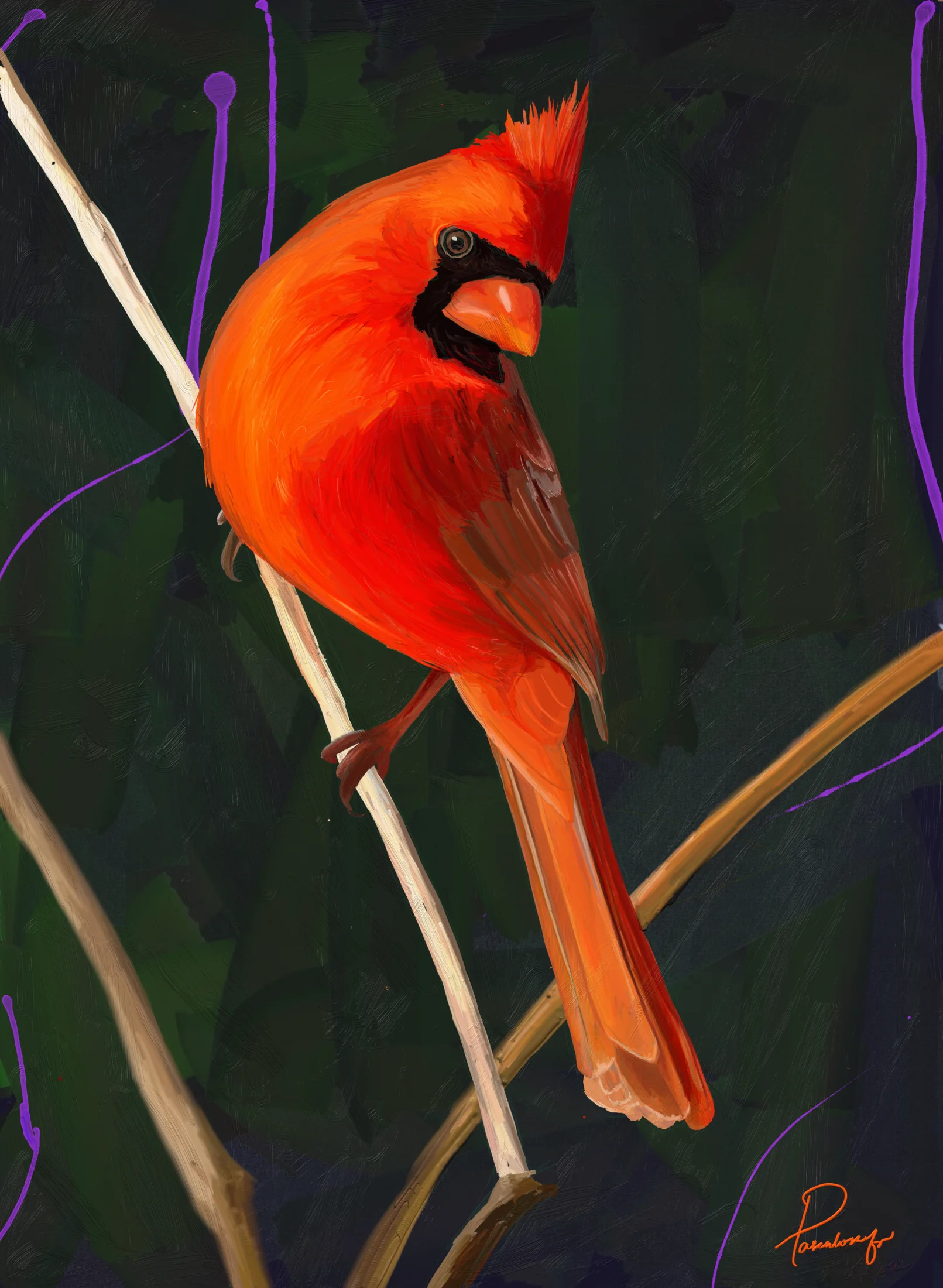Cardinal Bird